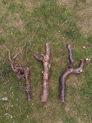 Twisted hazel branches 3 - x,