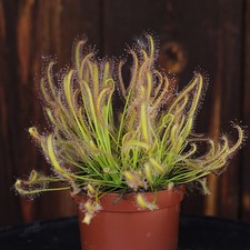 Drosera capensis alba - Cape