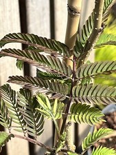 Albizia Julibrissin - Summer