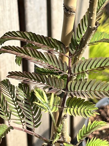 Albizia julibrissin summer - -,