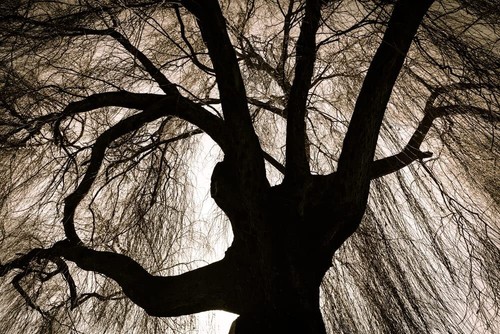 Black weeping willow - black,