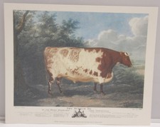 Cow Durham Ox Field Woods Edge - 8x10" Selavy - Printed Italy - NEW