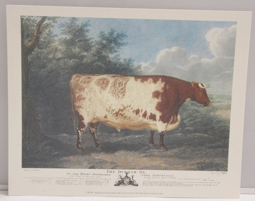 Cow durham field - cow,