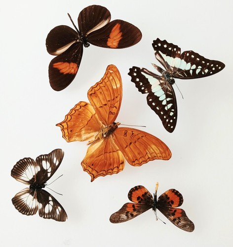 Butterfly collection set x5 - butterfly,