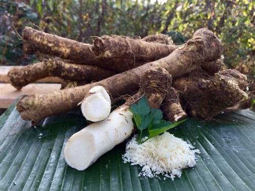 Fresh horseradish root best - root,,