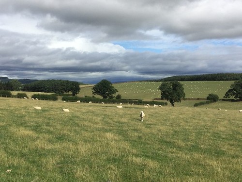 Photo 6x4 field wetheriggs - photo,