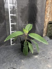 Fuchsia boliviana