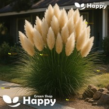 PAMPAS GRASS - WHITE FEATHER - 200 seeds - Cortaderia selloana - PERENNIAL