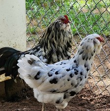 ‼️10+ Ameraucana Hatching