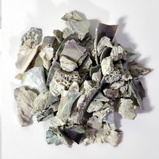Natural crushed abalone pieces - crushed,