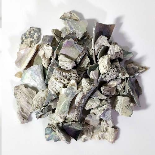 Natural crushed abalone - crushed,