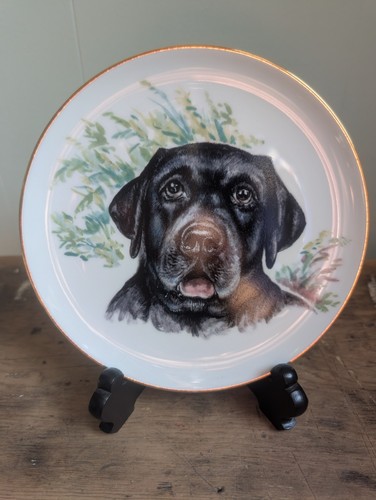 Labrador retriever - labrador, 8"