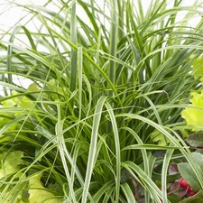 Carex Oshimensis 'Everlime' | Evergreen Ornamental Sedge | Hardy Grass Shrub