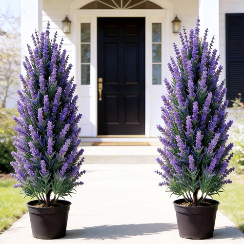 Blue purple lavender tree with - blue-purple,