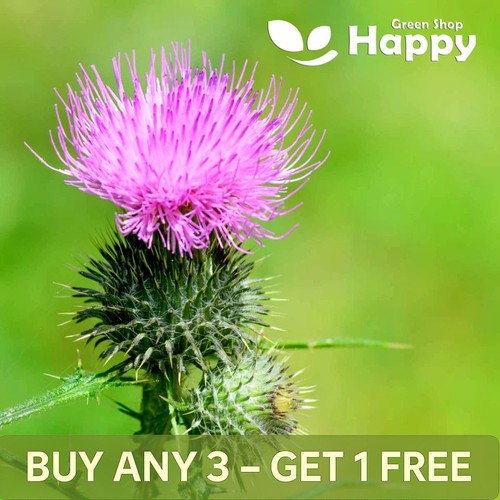 Herb milk thistle seeds - 30,