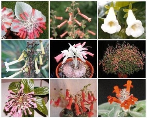 Sinningia variety mix rare - sinningia,