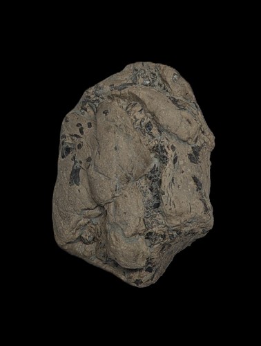 Very good fossil shark - very,