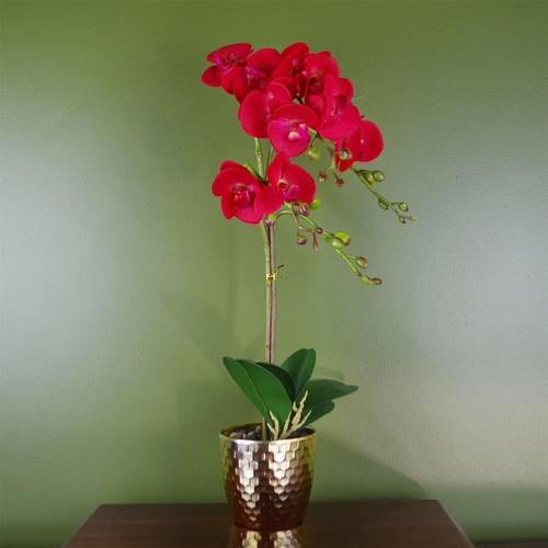 50cm phalaenopsis orchid - phalaenopsis,