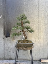 Old  Japanese Black Pine
