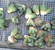 20pcs Rare Agave titanota
