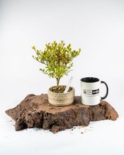 Ilex Shohin Bonsai Tree