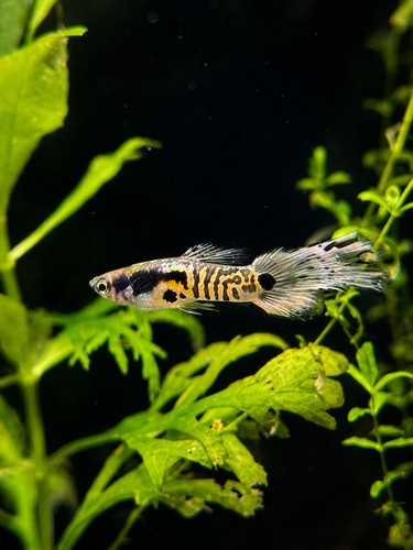 Yellow blue blush - yellow,