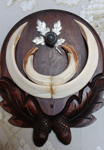 Vintage wild boar tusk trophy - tusk,