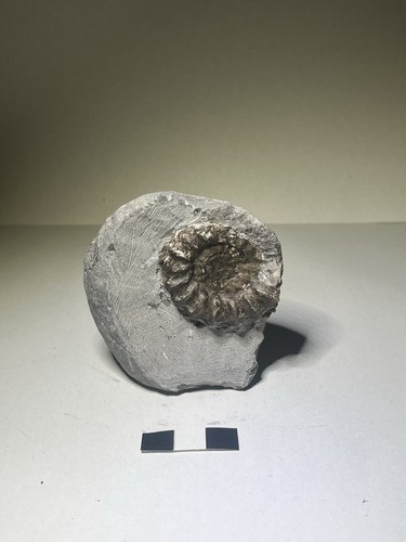 Rare androgynoceras ammonite - rare,