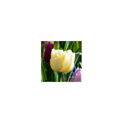 Tulip sunny prince - 'sunny, prince'
