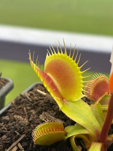 Venus fly trap - fly,