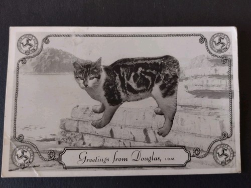 Manx cat postcard greetings - postcard,,