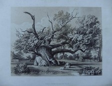 The cowthorpe oak wetherby - cowthorpe,