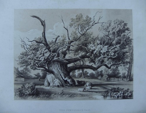 The cowthorpe oak - "the, wetherby