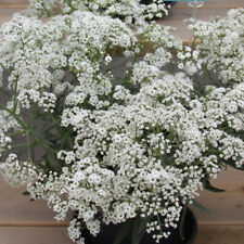 Gypsophila 'Starflakes'. Plug Plant x 3. Baby's Breath