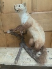 Stoat ferret weasel taxidermy 