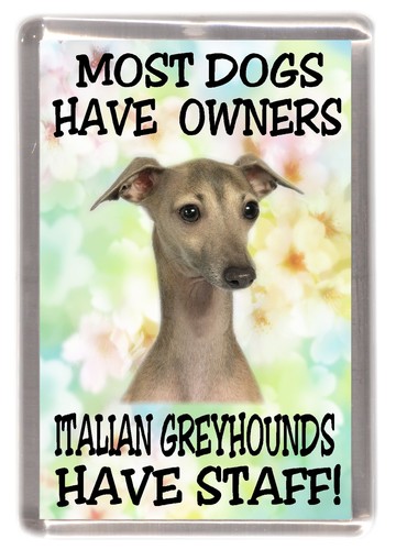 Italian greyhound fridge - greyhound,
