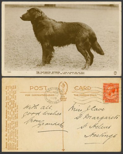 Flat coated retriever dog - flat-coated,