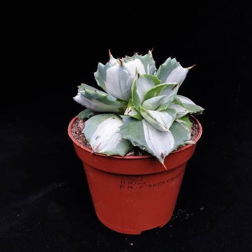 Agave potatorum ouhi raijin - agave,
