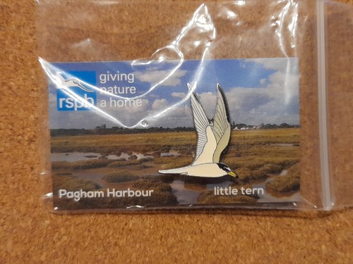 Rspb little tern pagham - rspb,