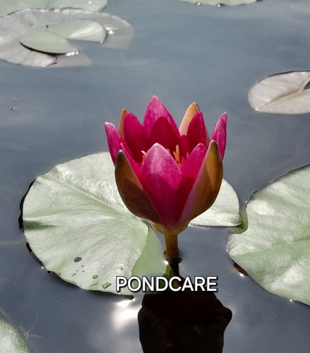 Water lily froebelli red dwarf - lily,