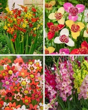 50 Summer Flowering Mixed