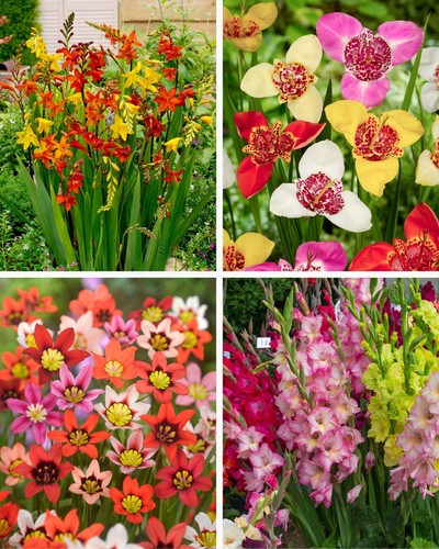 Summer flowering mixed - 50,