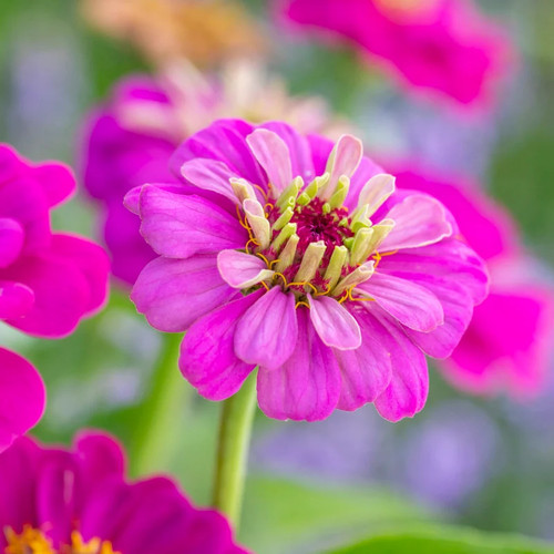 Zinnia elegans purple prince - zinnia, 'purple