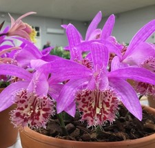 Pleione Vesuvius 'Phoenix' (4 bulbs) - Lot Ph3.2