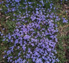Pratia pedunculata county - pratia,