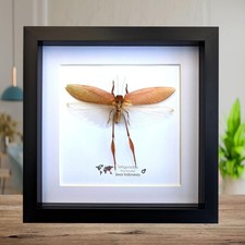 Framed pink katydid specimen
