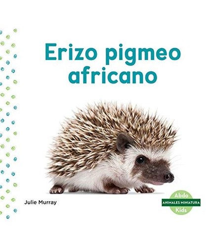 Erizo pigmeo africano african - pigmeo, [african