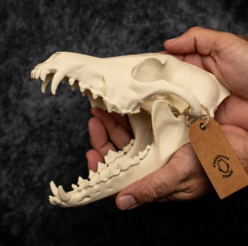 Coyote skull replica - skull, size