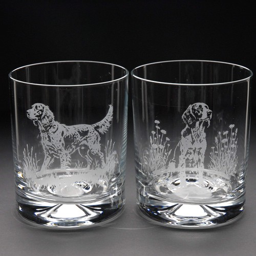 English setter dog whiskey - setter,