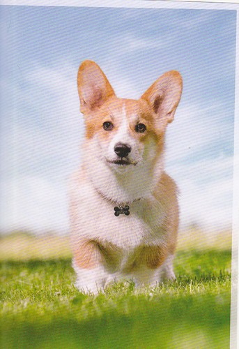 Welsh corgi pembroke postcard - corgi,